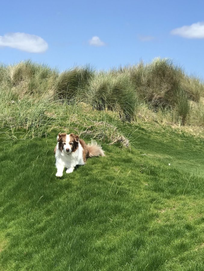 dogs in golf